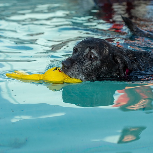 Un cane nero che nuota con un giocattolo giallo.