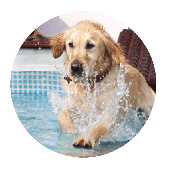 Golden retriever che nuota in una piscina.