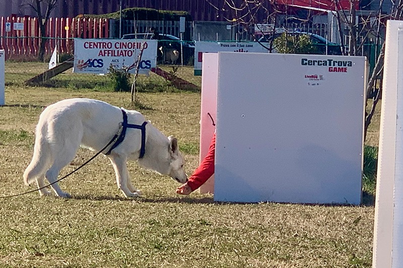 Un cane bianco al guinzaglio si avvicina ad una mano tesa da dietro una barricata bianca. Sullo sfondo un cartello recita "Centro Cinofilo Affiliato.
