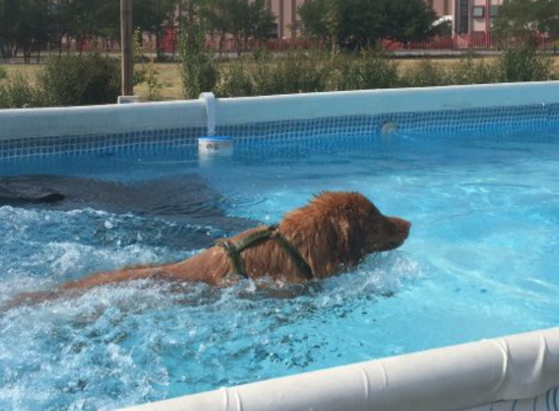 Un golden retriever che nuota in una piscina.