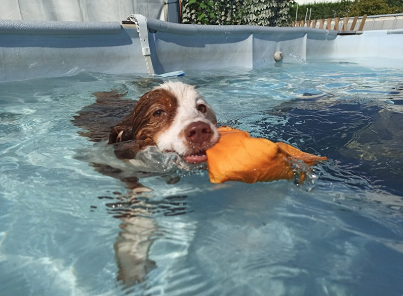 Un cane che gioca con una palla arancione in una piscina.