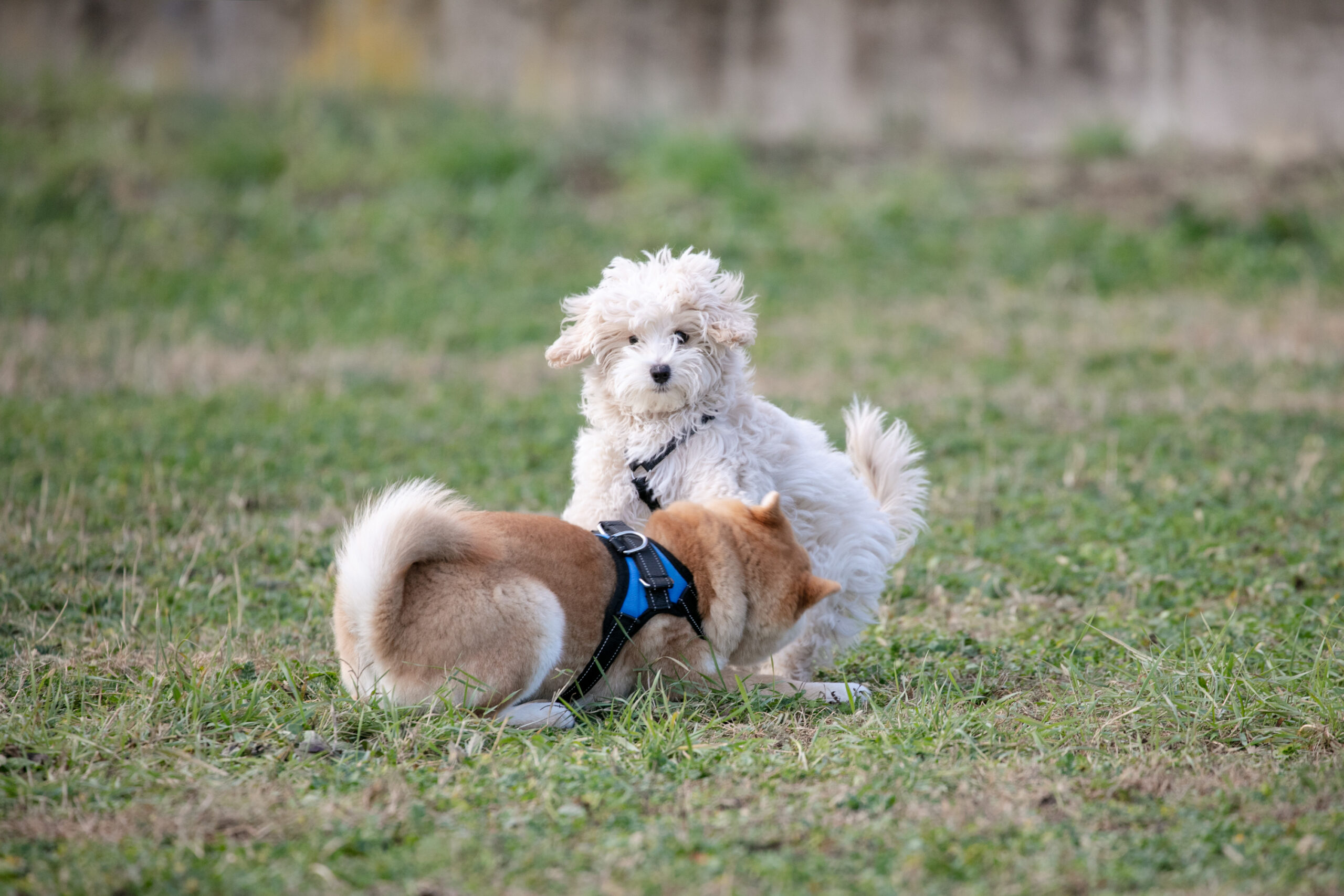 Un soffice cane bianco e un cane marrone chiaro con la coda arricciata giocano sull'erba.