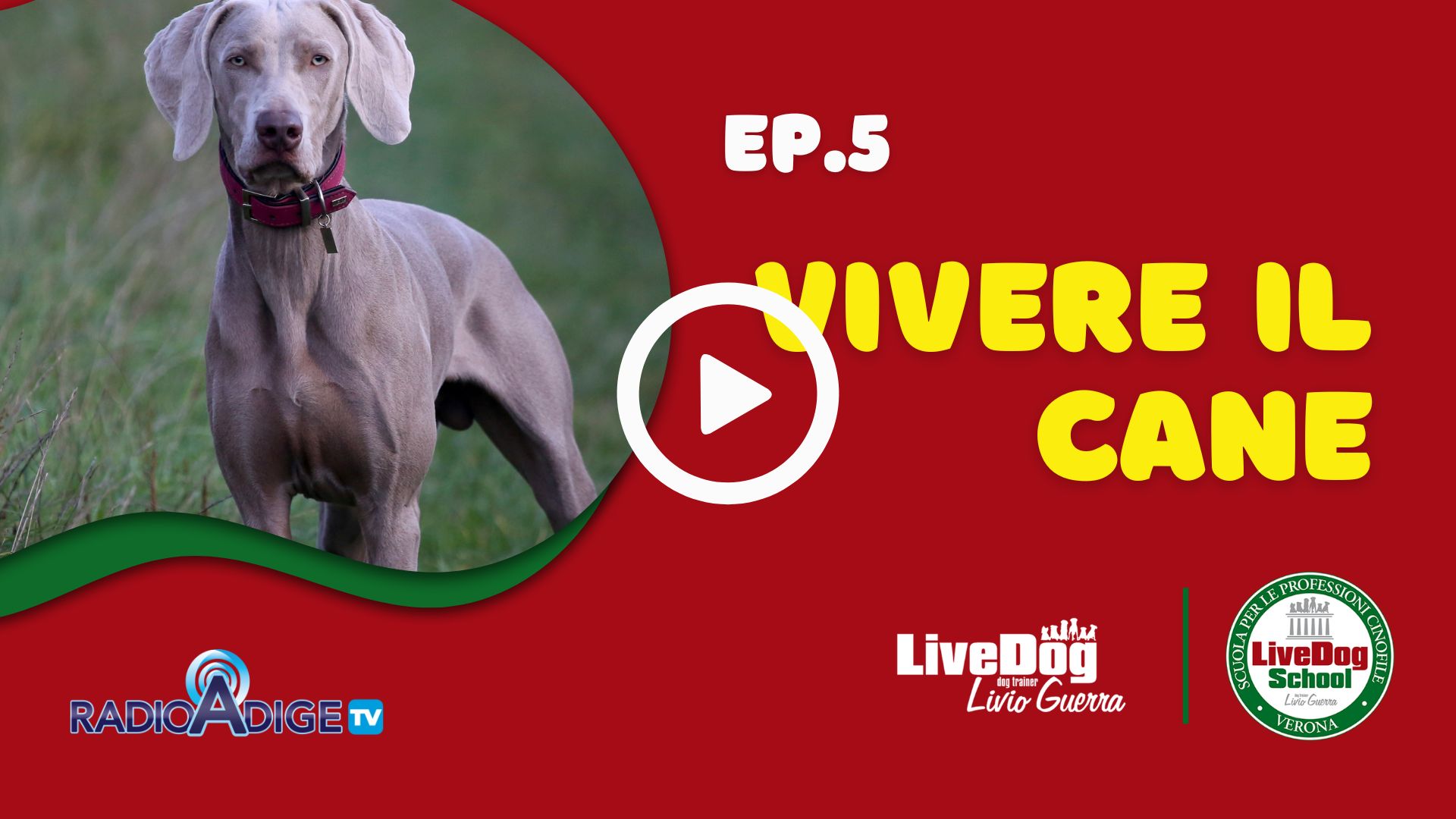 Immagine di un cane Weimaraner sulla sinistra, con il testo sulla destra: "EP.5 Vivere il Cane". Sono visibili anche i loghi di Radio Adige TV, LiveDog e LiveDog School.