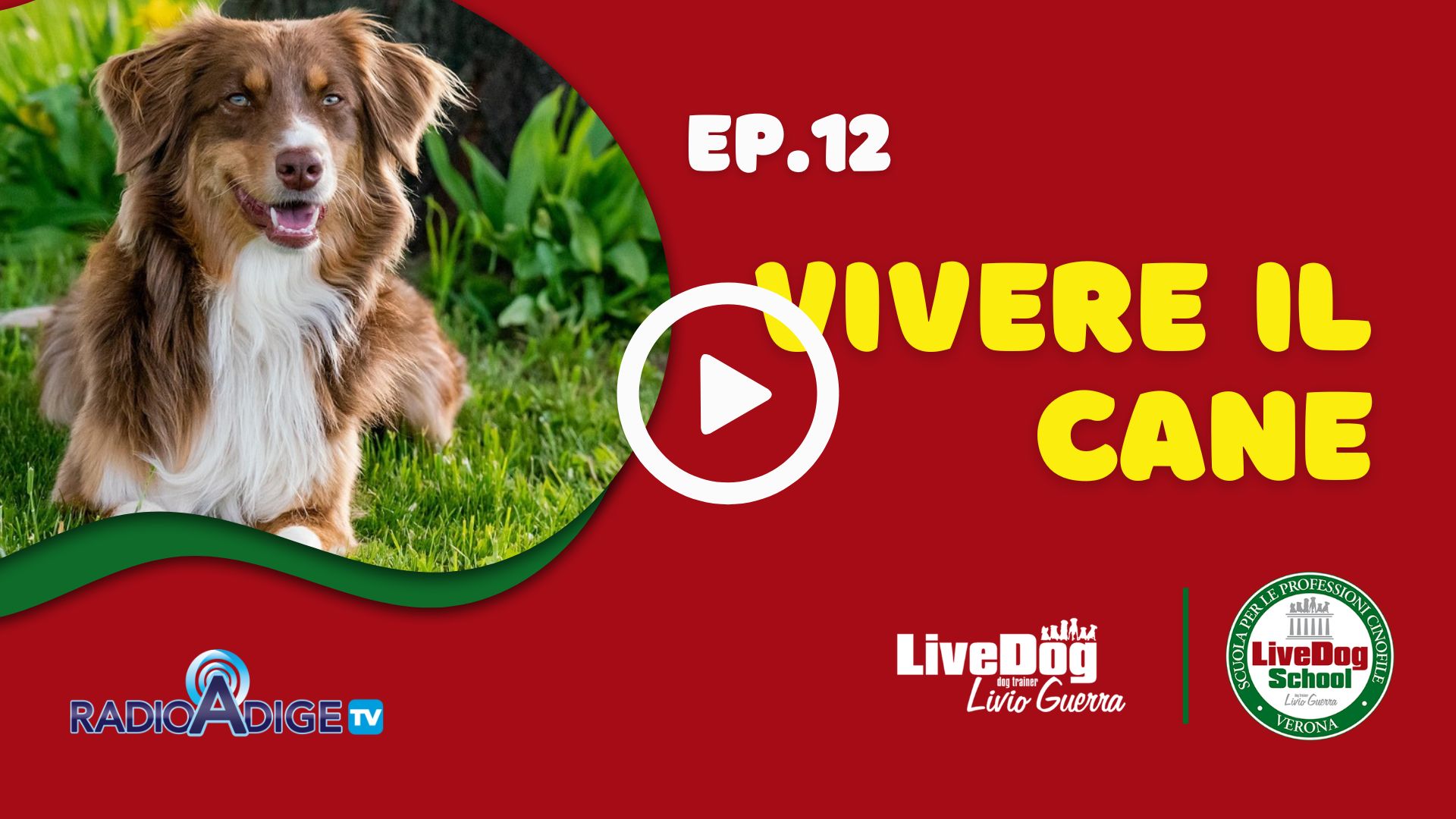 Un cane seduto sull'erba è accanto a uno sfondo rosso con la scritta "Ep. 12 Vivere il Cane". Sono visibili i loghi di Radio Adige TV, LiveDog e LiveDog School.