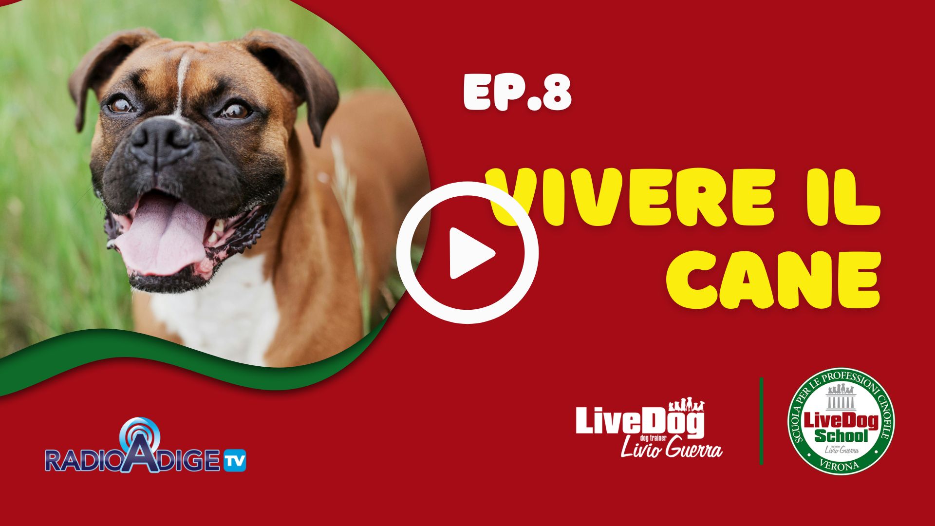 Un cane boxer con la lingua fuori è raffigurato accanto a un testo colorato che recita "EP.8 Vivere il Cane" su uno sfondo rosso. Sono presenti i loghi di Radio Adige TV, LiveDog e LiveDog School.