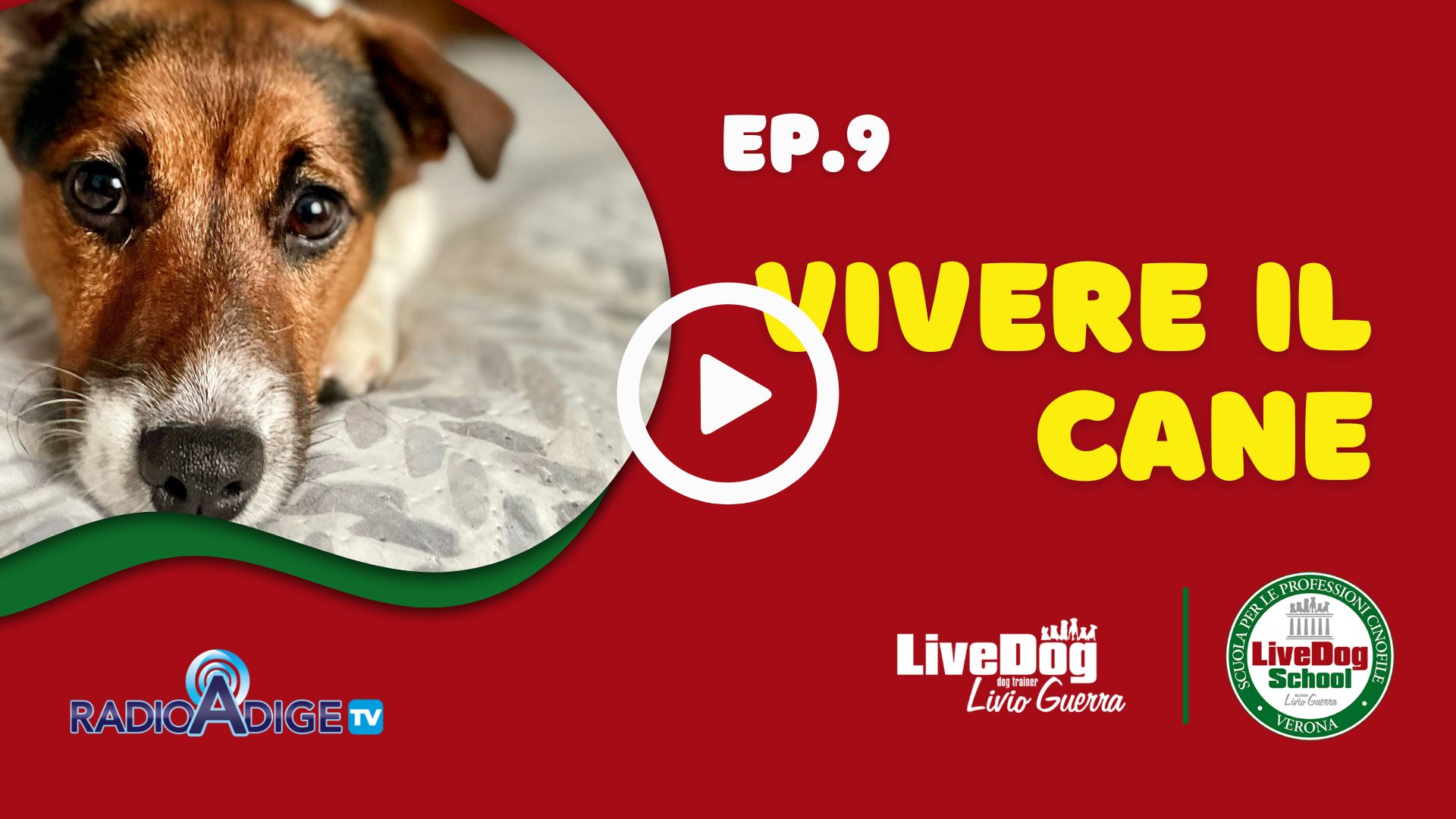 Un cane che guarda la telecamera è raffigurato su uno sfondo rosso con la scritta "EP. 9 Vivere il Cane", accanto ai loghi di Radio Adige TV, LiveDog Livio Guerra e LiveDog School Verona.