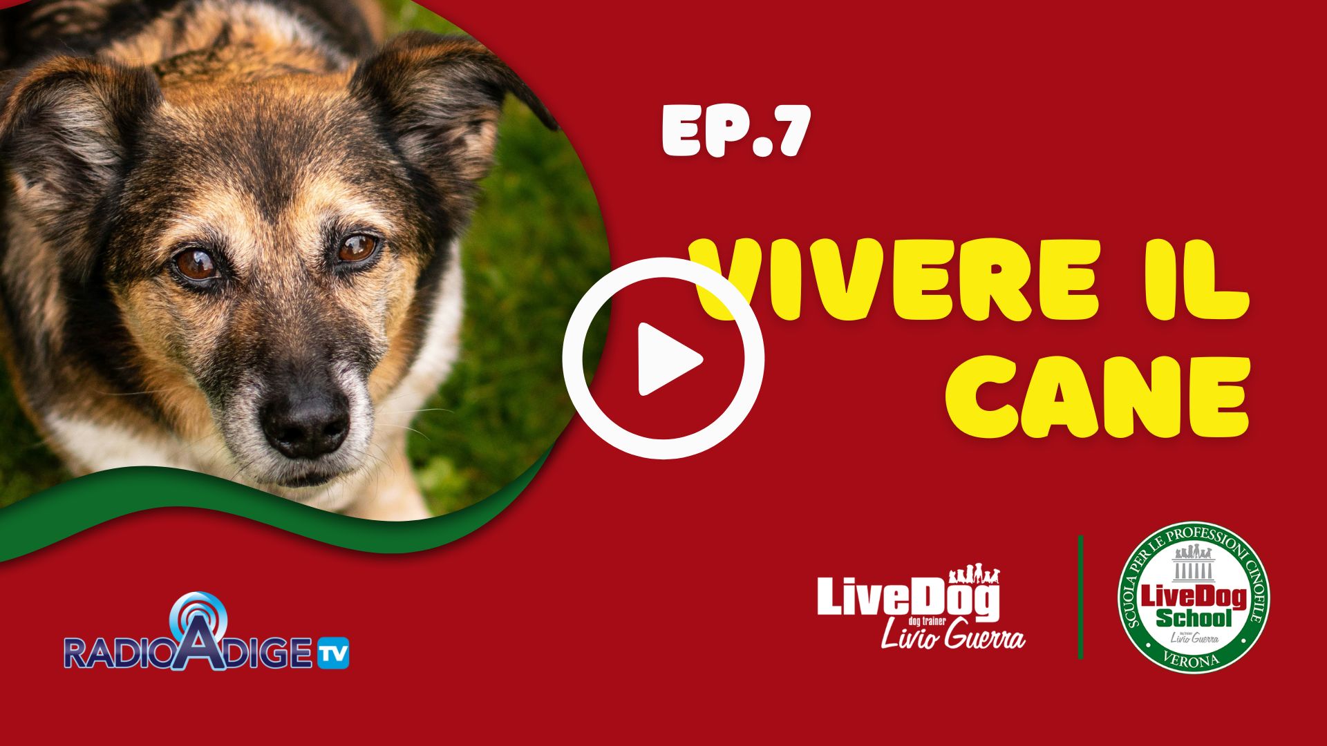 Immagine di un cane con il testo: "Ep. 7 Vivere il Cane" su sfondo rosso. Sono inclusi i loghi di Radio Adige TV e LiveDog School.