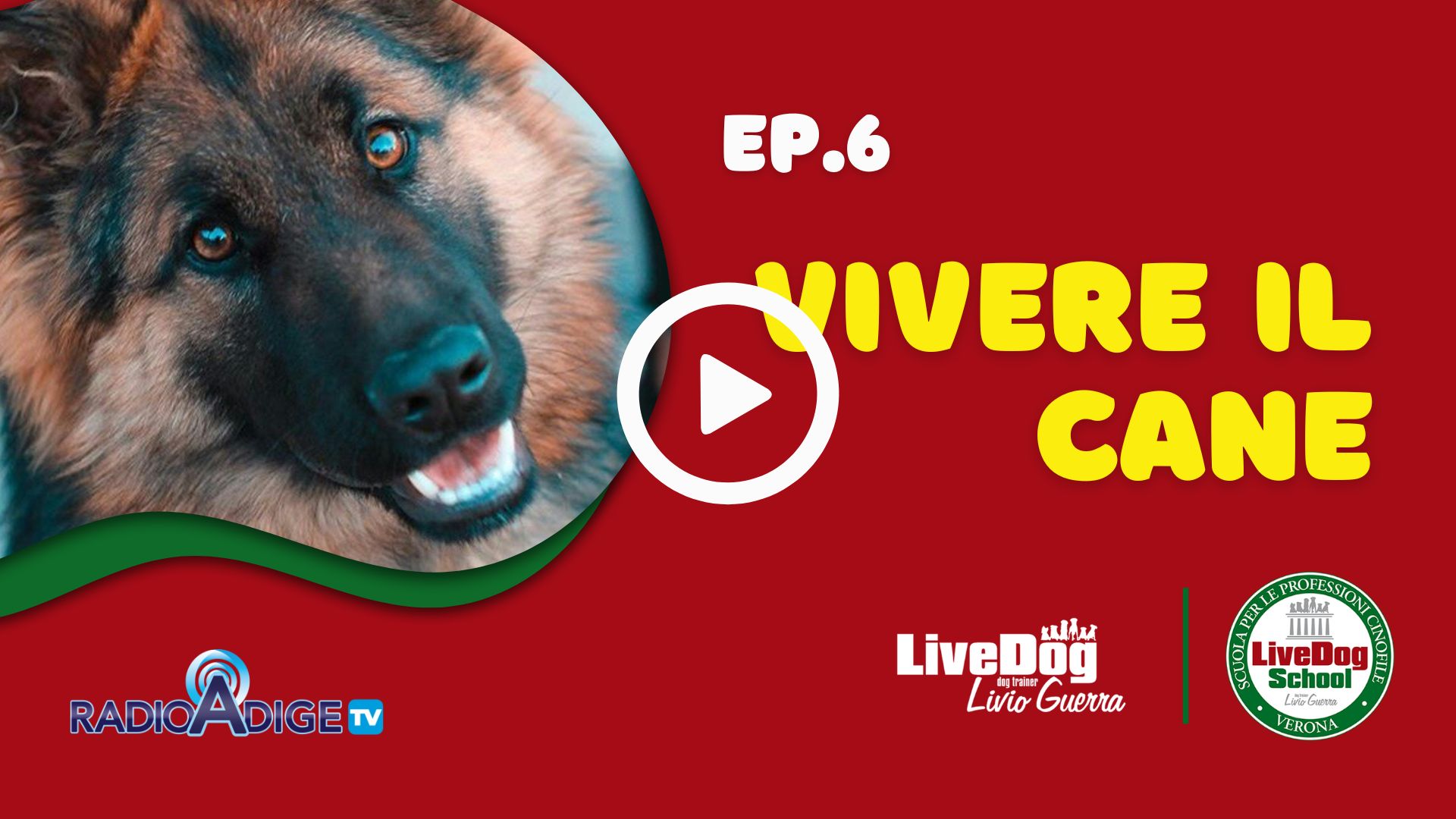 Immagine della copertina di un programma televisivo con un primo piano di un cane marrone e nero con la scritta: "EP.6 VIVERE IL CANE". Loghi per "Radio Adige TV", "LiveDog Live Guerra" e "LiveDog School.